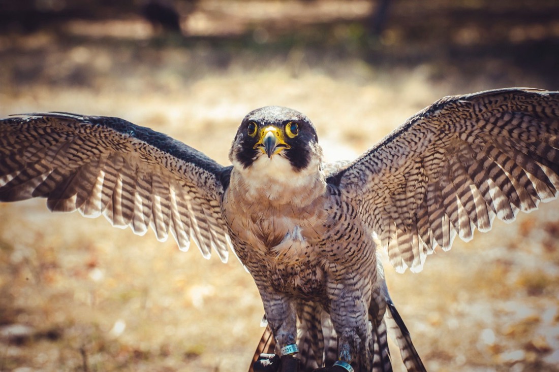 Wanderfalke mit ausgebreiteten Flügeln, Wappentier von ARAKOS